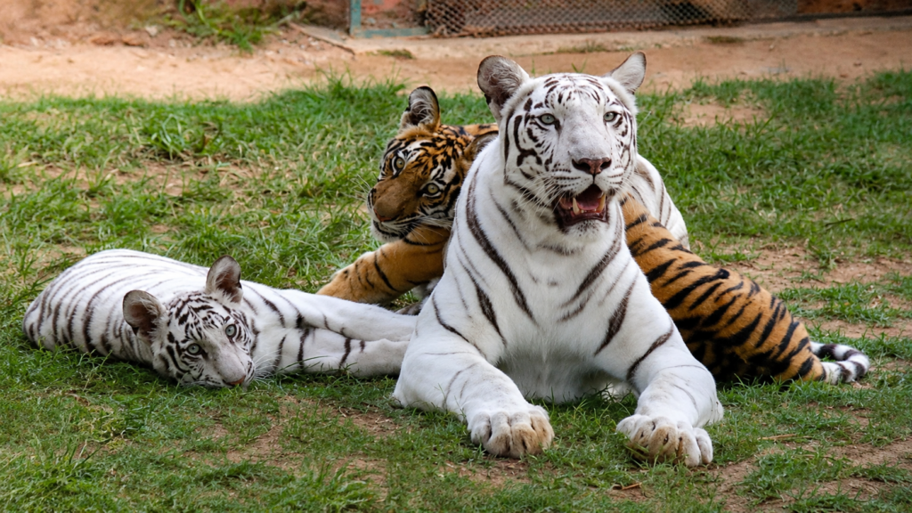 White and orange tigers resting on the grass at Nandankanan Zoo