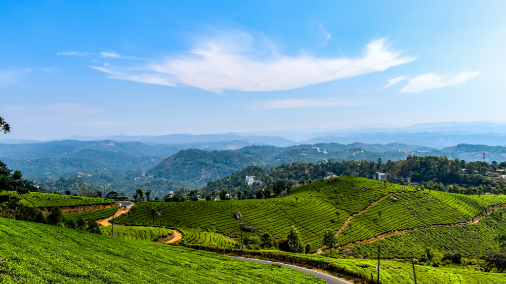 Tea plantations in Munnar's hill country