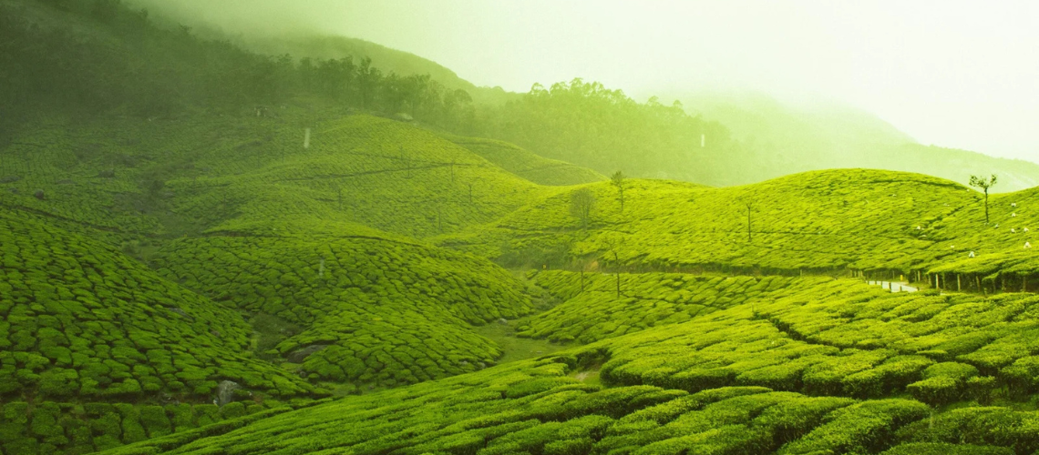 Best Places to Visit in North Kerala: India’s Hidden Coastal Gem 1 The image displays the lush, rolling tea plantations of Munnar, a hill station in the Western Ghats mountain range of Kerala, India | Immersive Trips