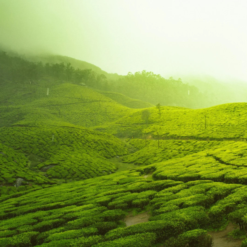 Best Places to Visit in North Kerala: India’s Hidden Coastal Gem 5 Best Places to Visit in North Kerala, displays the lush, rolling tea plantations of Munnar, a hill station in the Western Ghats mountain range of Kerala, India | Immersive Trips