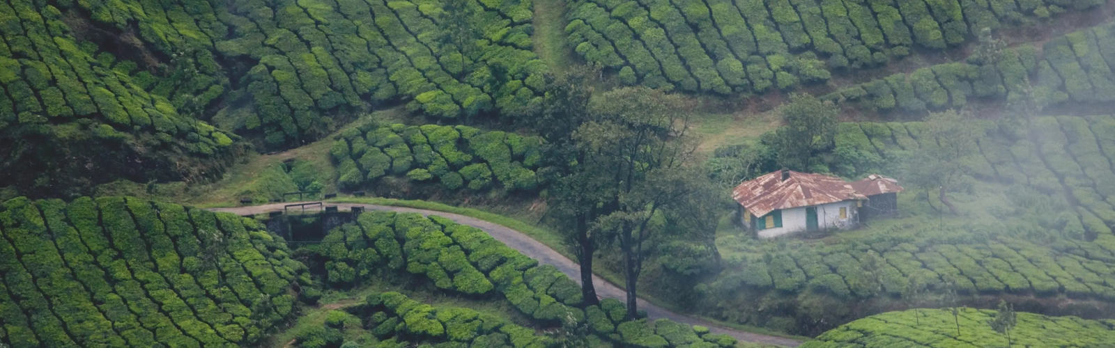 Kerala Tour Package - Immersive Trips, best travel company in India