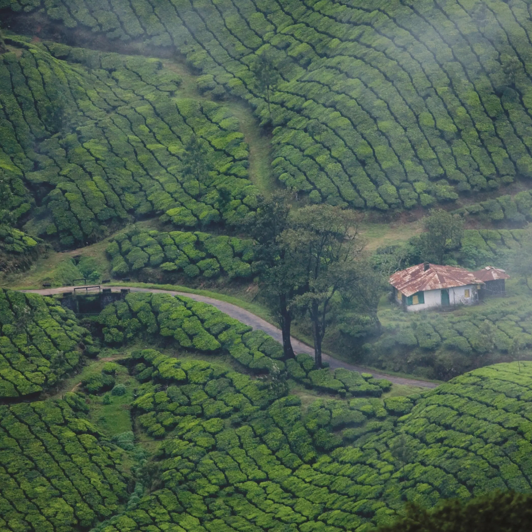 Kerala Tour Package - Immersive Trips, best travel company in India