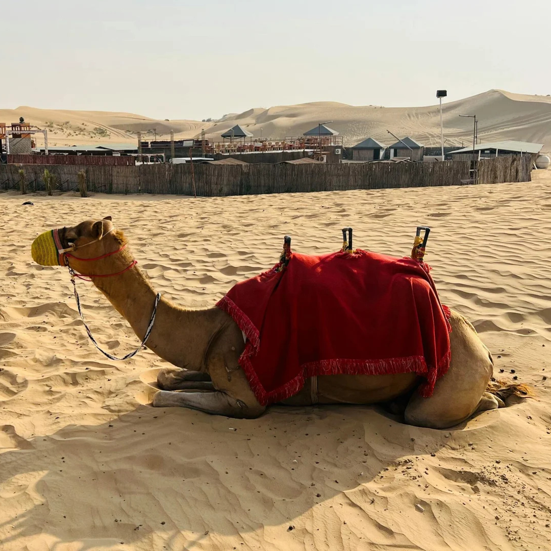 Offbeat Places in Rajasthan | Desert Safari - Immersive Trips