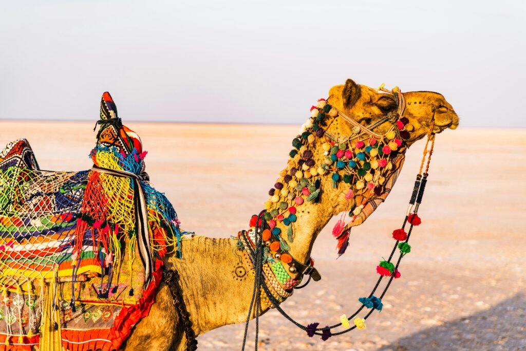 Best Holiday Packages in India: Handpicked Experiences Across Regions 1 The camel is decorated with vibrant, intricate textiles and pom-poms, which is typical for camels used in cultural festivals and safaris in Rajasthan | Immersive Trips