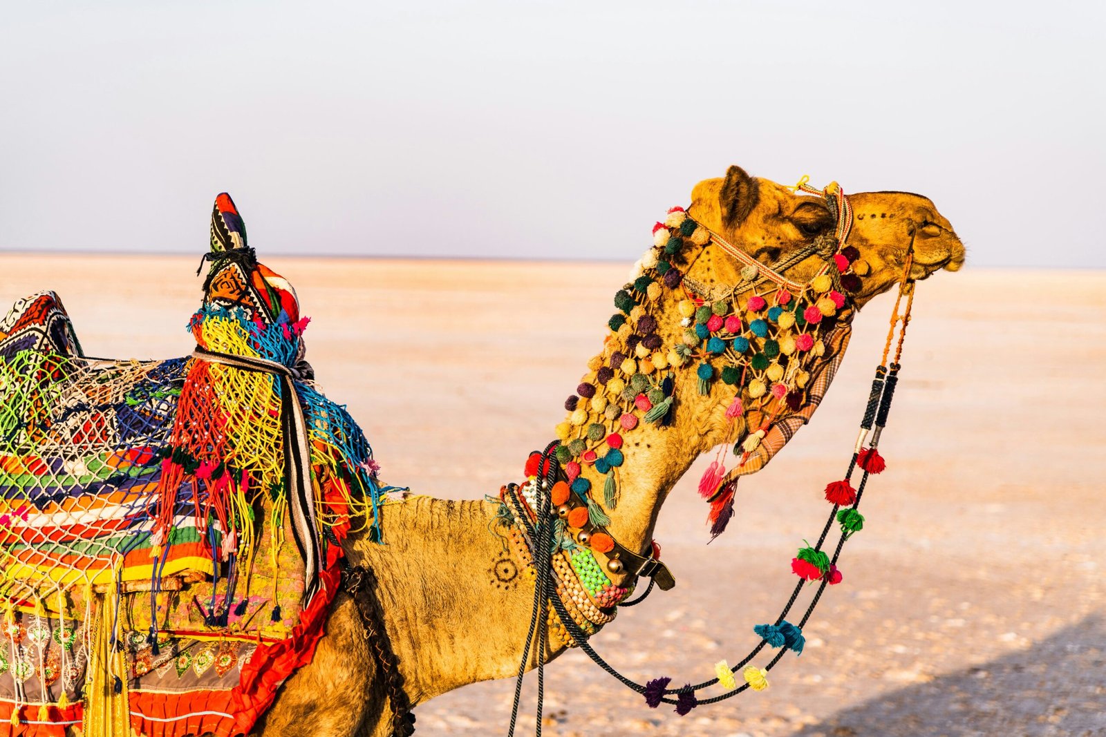 The camel is decorated with vibrant, intricate textiles and pom-poms, which is typical for camels used in cultural festivals and safaris in Rajasthan | Immersive Trips