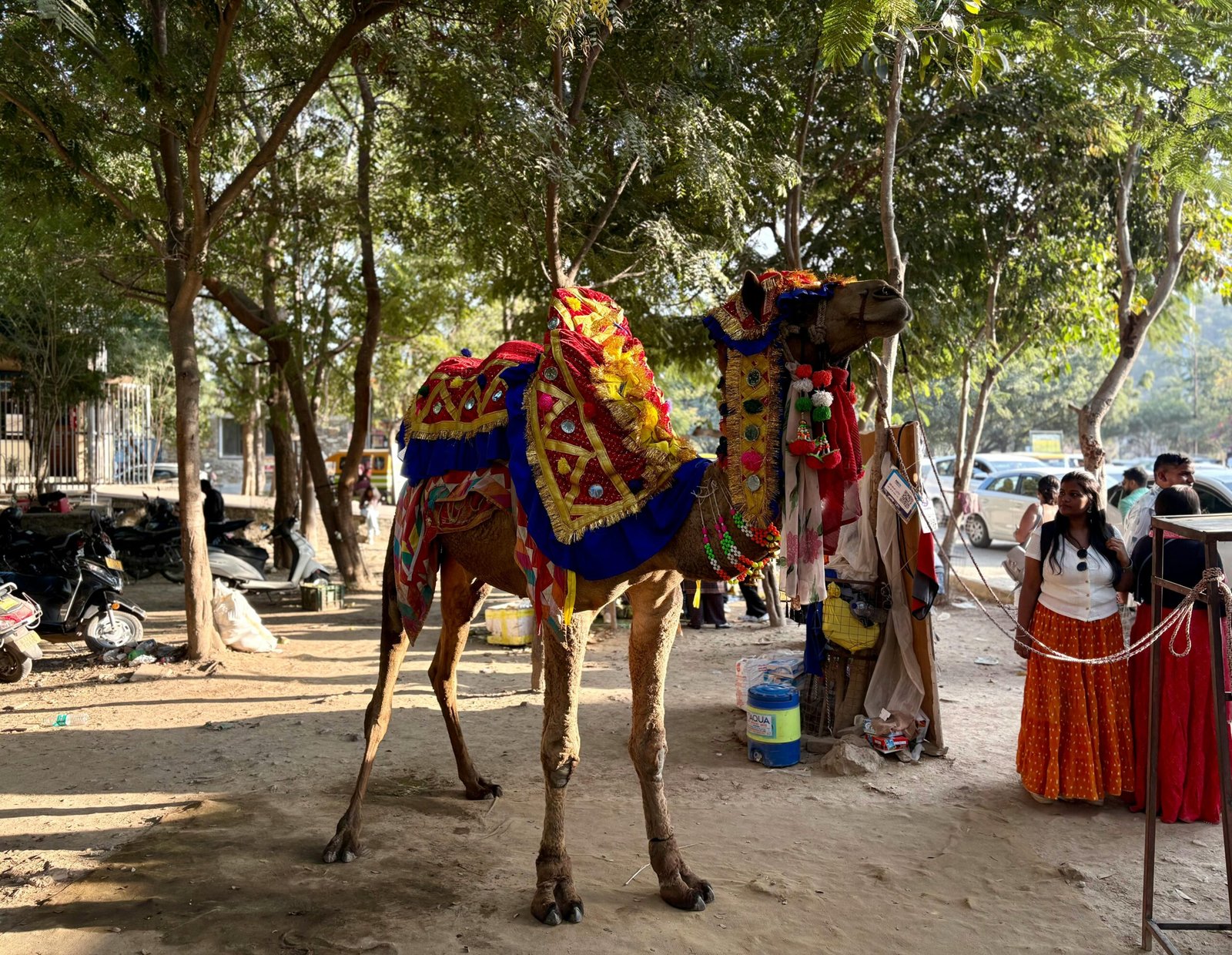 Things to do in Rajasthan - Camel Ride | Immersive Trips