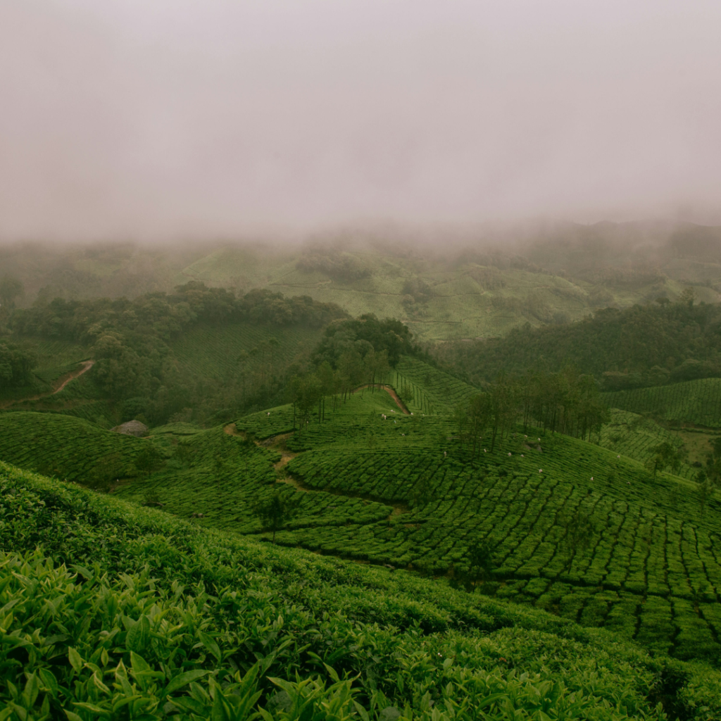 Northeast India Itinerary: Meghalaya, Arunachal, Kaziranga | Immersive Trips