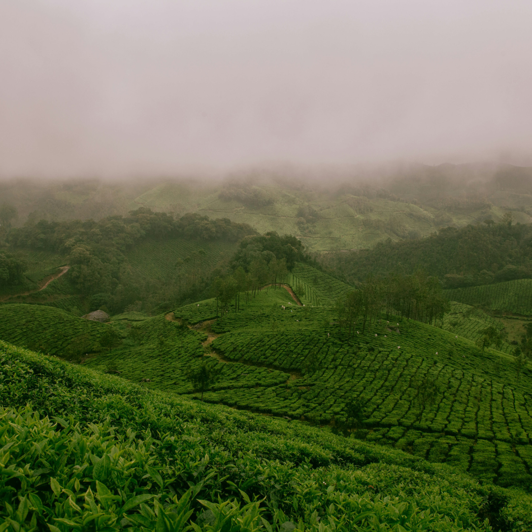 Northeast India Itinerary: Meghalaya, Arunachal, Kaziranga | Immersive Trips