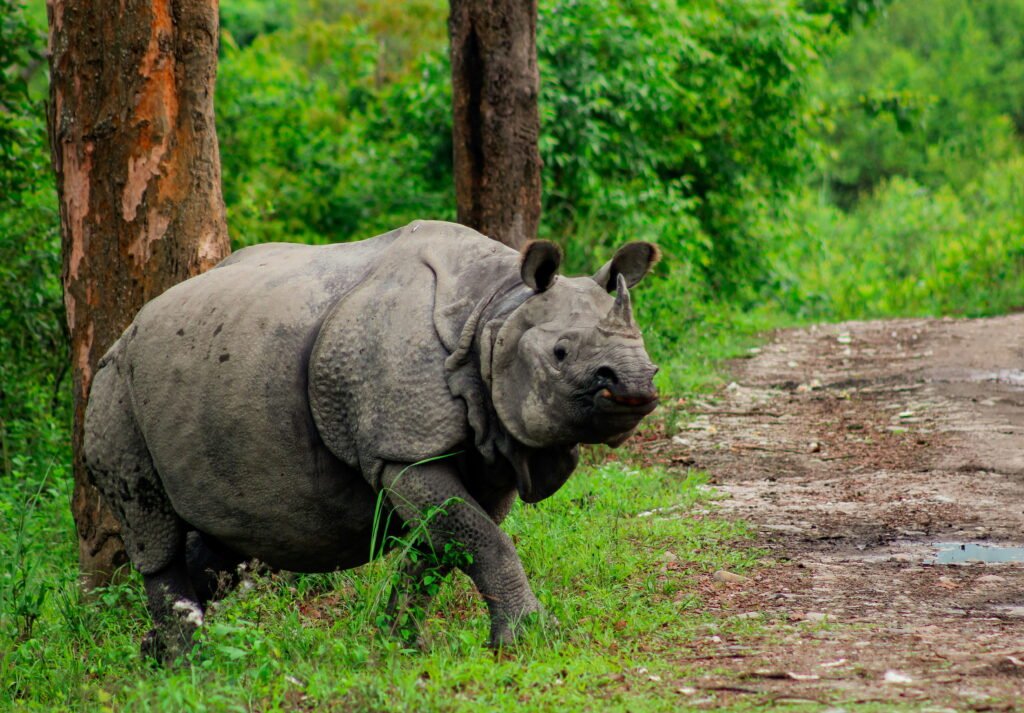 Kaziranga National Park: The Wildlife Jewel of Assam | Immersive Trips