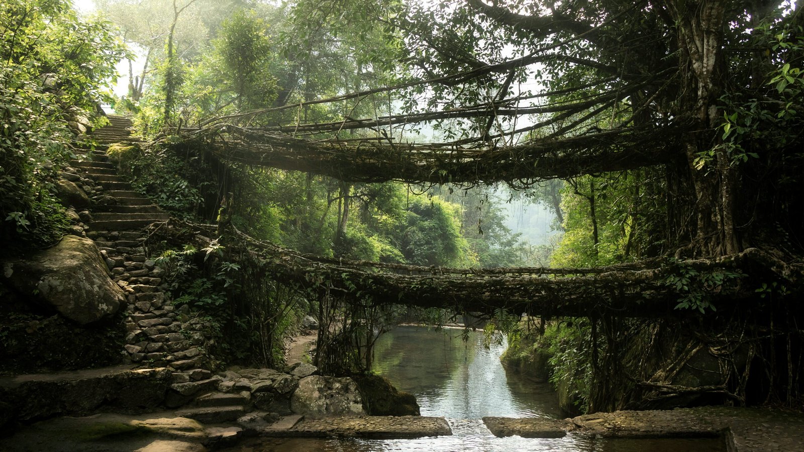H3 Living Root Bridges A Natural Wonder scaled