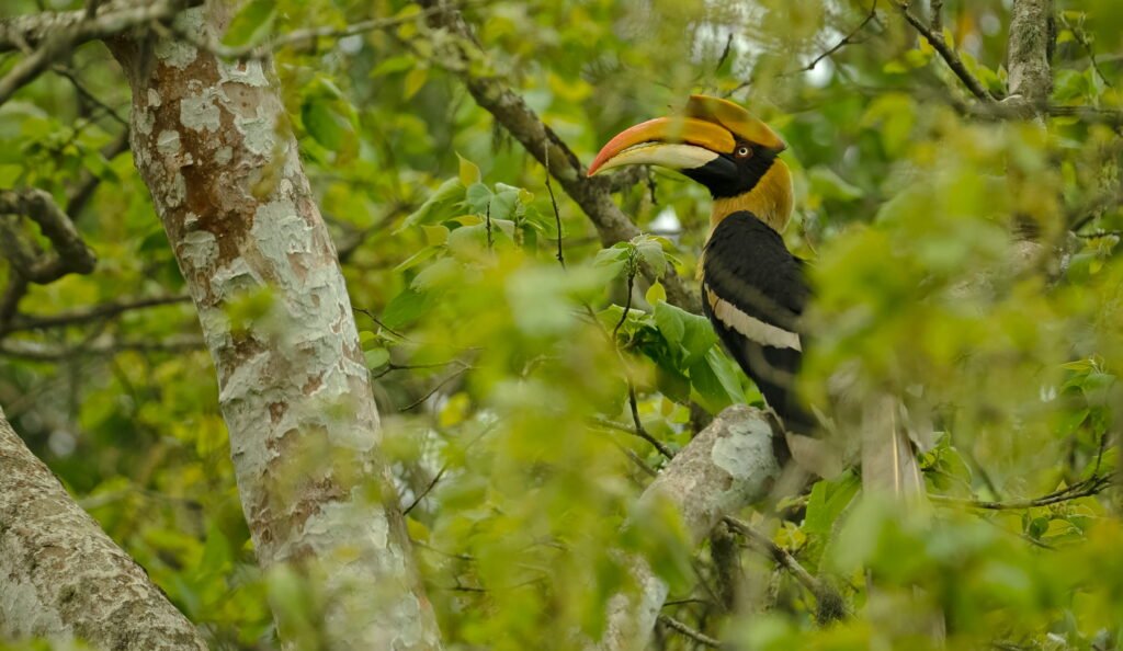 Wildlife Safaris in Kaziranga
