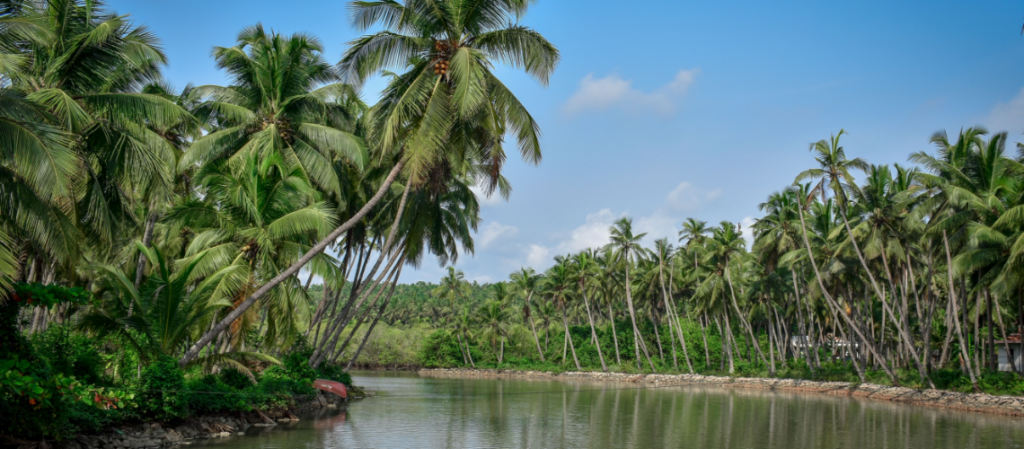 Kannur travel guide- Kannur, Kerala, India, bordered by lush coconut palm trees.