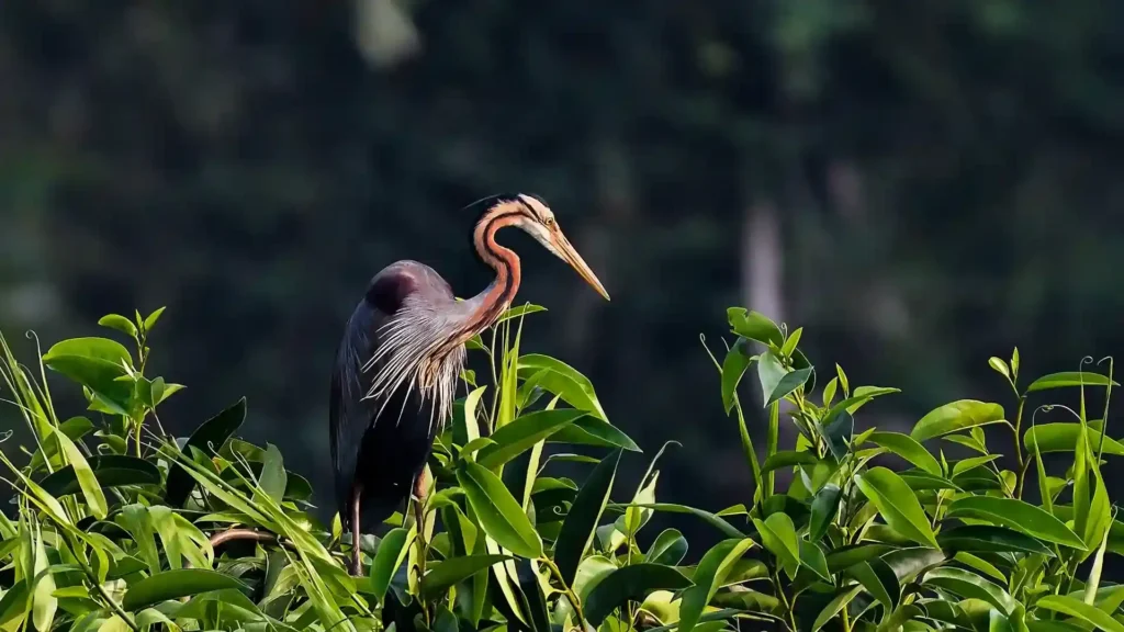 Wildlife Tours in Kerala: A Complete Guide to the State's Parks and Sanctuaries 2 Kumarakom Bird Sanctuary