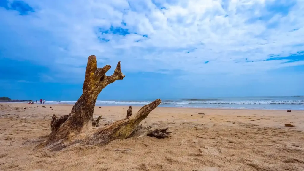 Kannur Travel Guide: Best Places, Food & Local Experiences in Kerala 1 Payyambalam beach