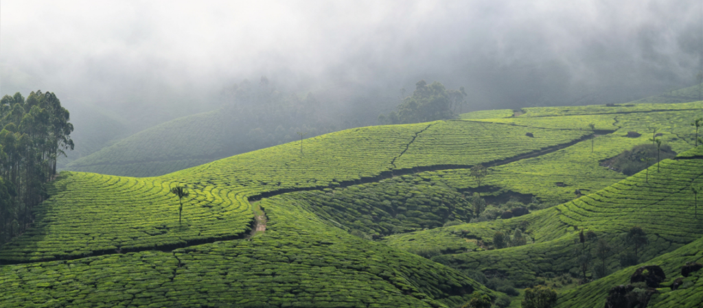 Tea Plantation Tours in Kerala | Immersive Trips