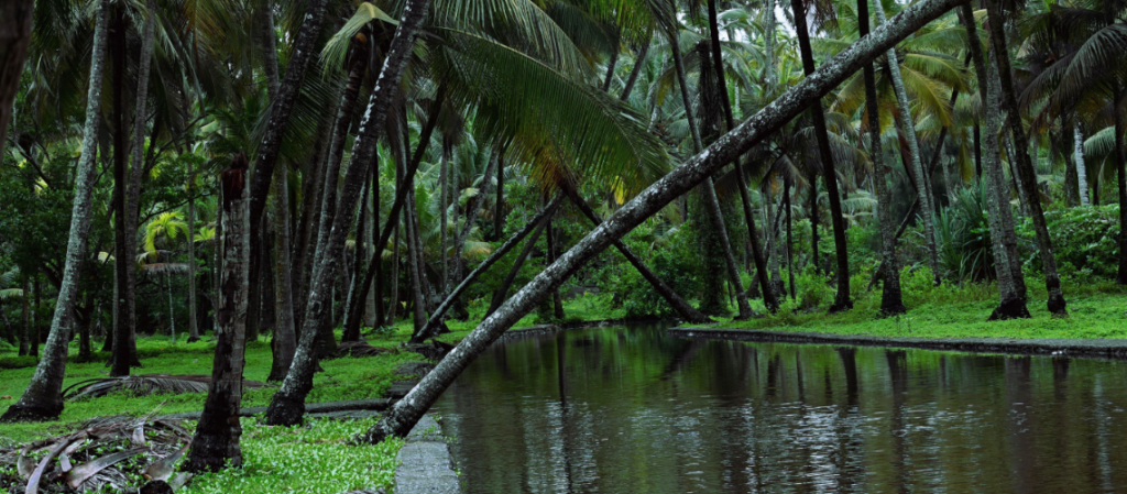 Best Things to Do in Kochi: Local Travel Guide for Curious Travellers 7 Best Things to Do in Kochi: Local Travel Guide - Immersive Trips