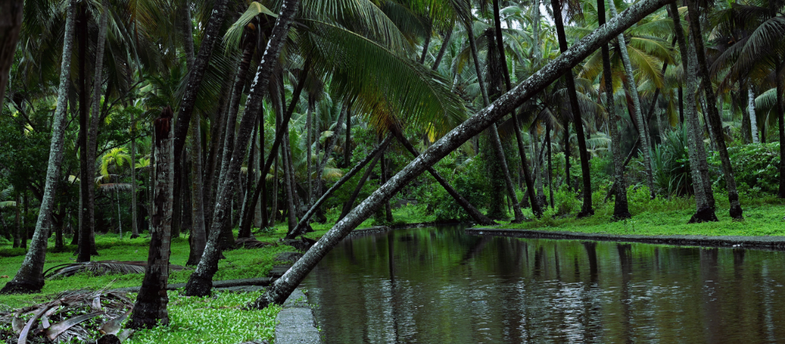 Best Things to Do in Kochi: Local Travel Guide - Immersive Trips