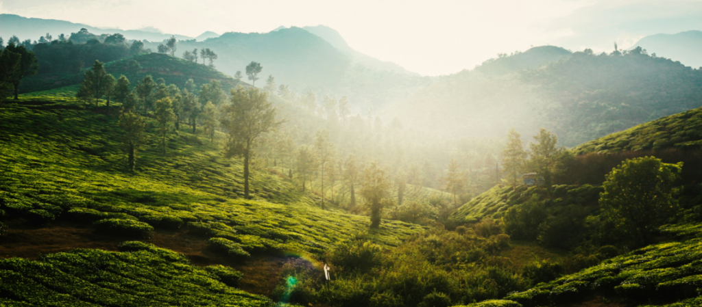 Wayanad Travel Guide: Best Places, Food & Experiences | Immersive Trips