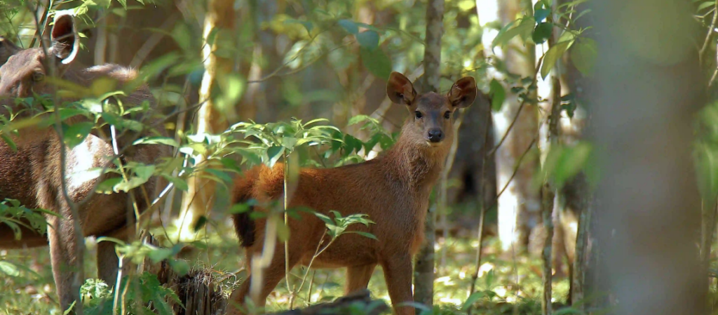 Wildlife tours in Kerala | Immersive Trips