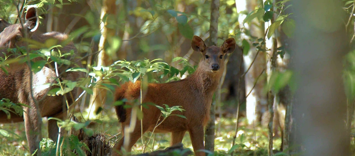 Wildlife tours in Kerala | Immersive Trips