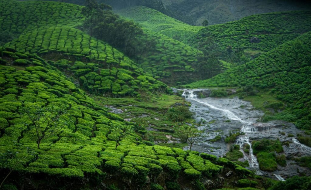 Kerala Tour Packages: Complete Planning Guide 1 Kerala Tour Packages | Complete Guide By Immersive Trips