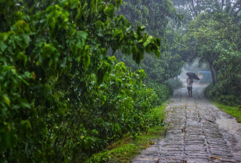 Kerala Monsoon Travel: A Complete Guide to Visiting During the Rains 2 pexels jubersahel 38157844