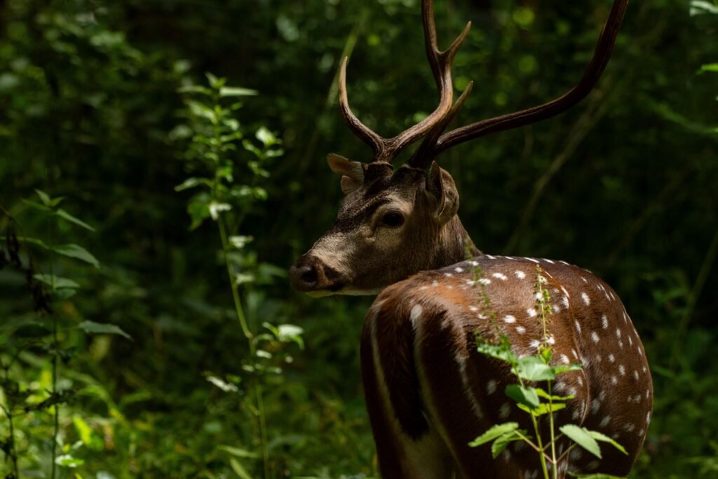 Wildlife Tours in Kerala: A Complete Guide to the State's Parks and Sanctuaries 1 pexels shambadatta 27745634 1