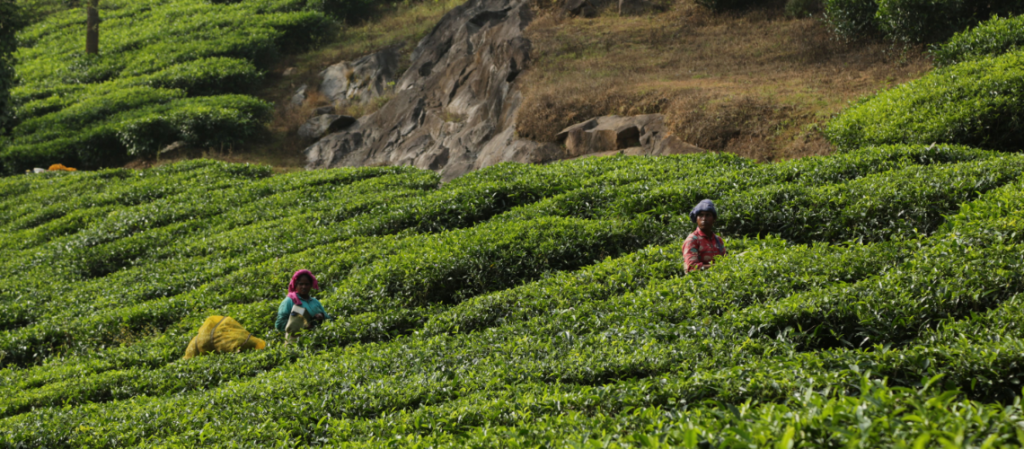 Best Places to Visit in Wayanad: Complete Travel Guide | Immersive Trips