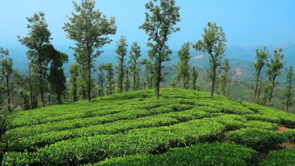 wayanad tea plantations 1727681755 fbbf8d2601e122e968fc