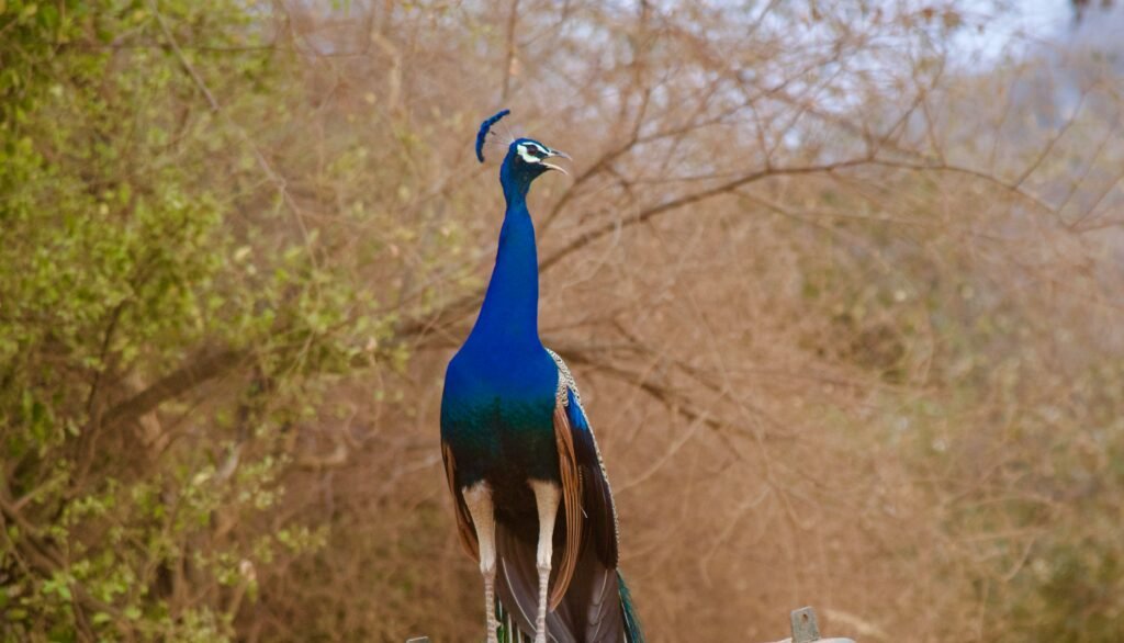 Wildlife Tour in Rajasthan: Tigers, Leopards & Birds 2 A peacock at Sariska Tiger Reserve.jpg