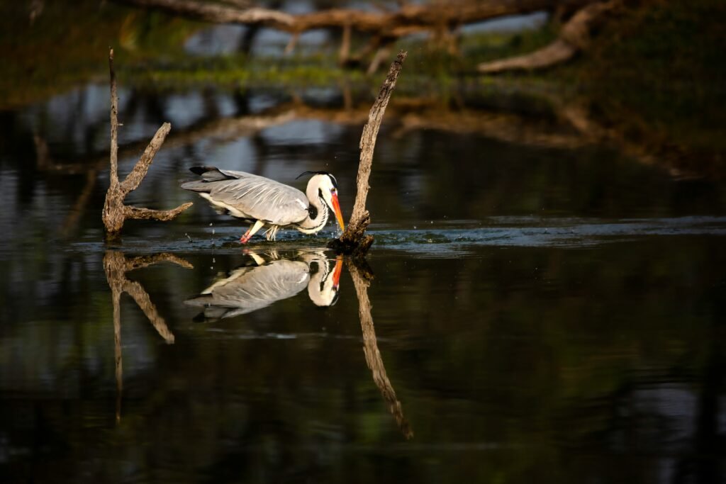 Wildlife Tour in Rajasthan: Tigers, Leopards & Birds 1 Birds at Keoladeo National Park Bharatpur Rajasthan.jpg