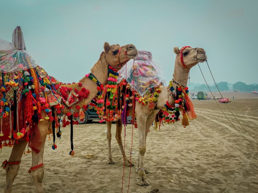 Pushkar Travel Guide: Temples, Lake & Desert Culture 2 Camels Decorated at the Pushkar Camel Fair
