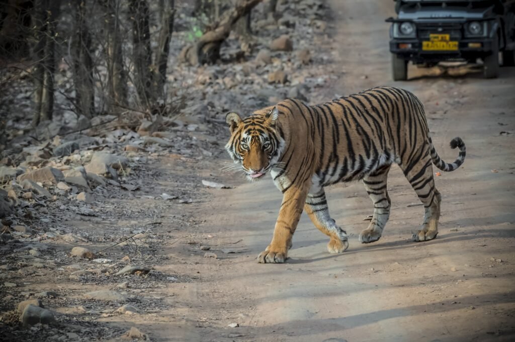 Tiger at Ranthambore National Park