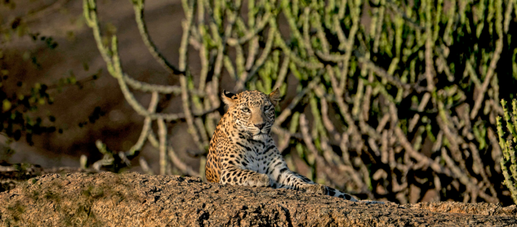 Wildlife tours in Rajasthan tigers leopards and birds Featured Image