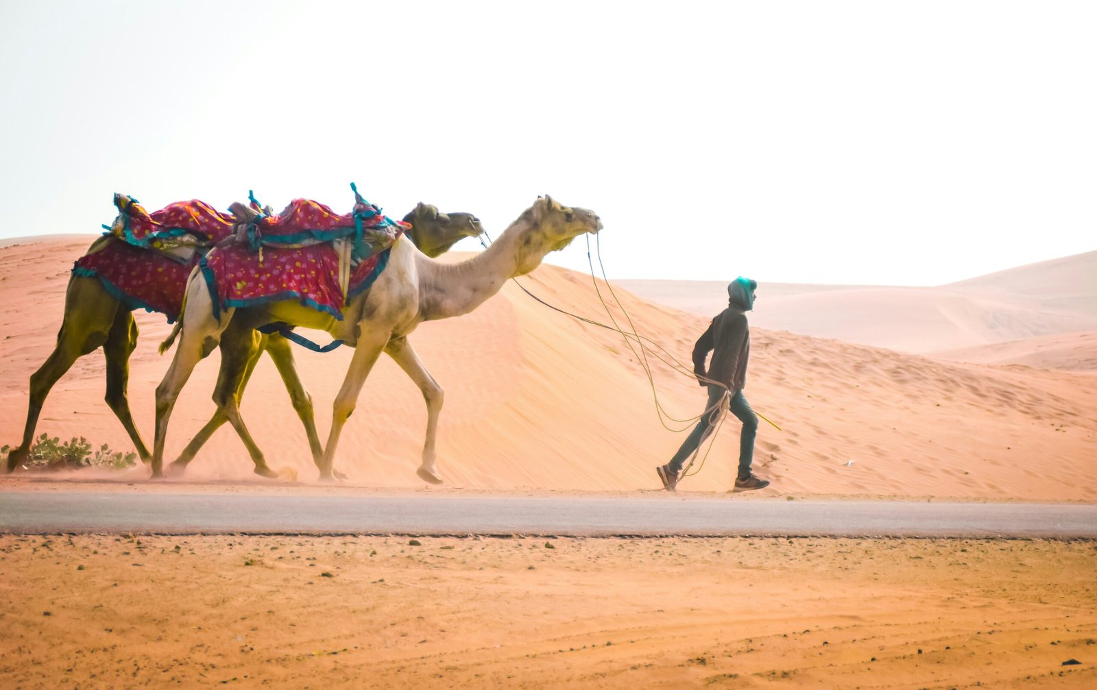 Camel Safari Jaisalmer, Rajasthan