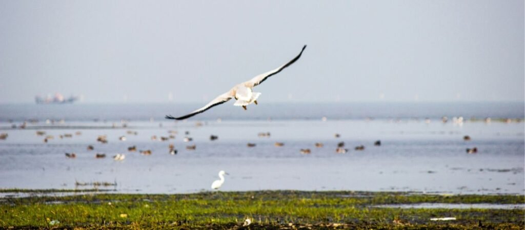 Best Things to Do in Odisha: Temples, Wildlife & Culture 2 Chilika Lake in Odisha, India | Best Things to Do in Odisha: Temples & Wildlife
