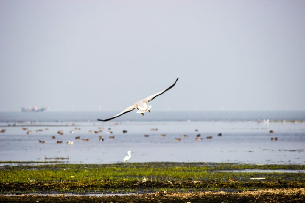  Best Places to Visit in Odisha | Chilika Lake in Odisha, India.