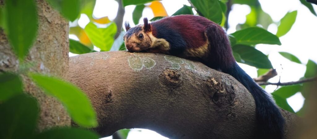 National Park in Odisha