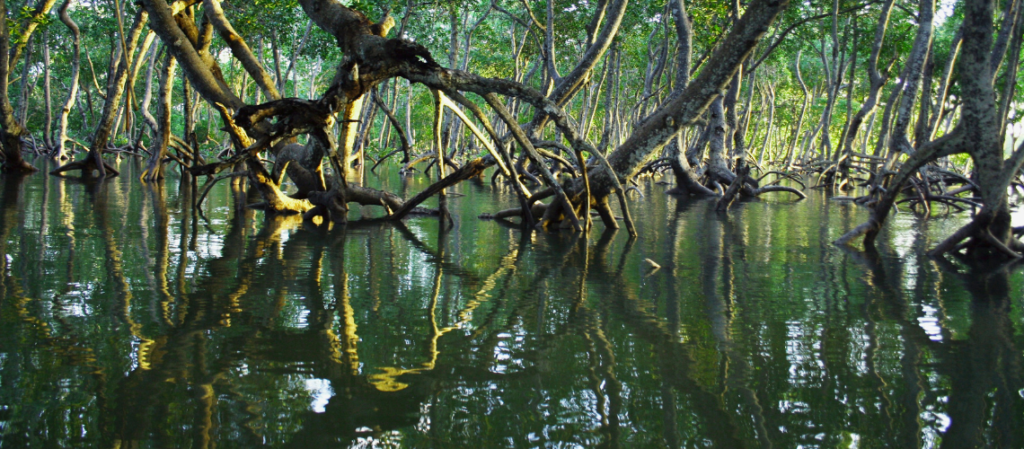 Mangrove forest reflected in water at Bhitarkanika National Park, a wildlife stop on the 7 day Odisha itinerary guide
