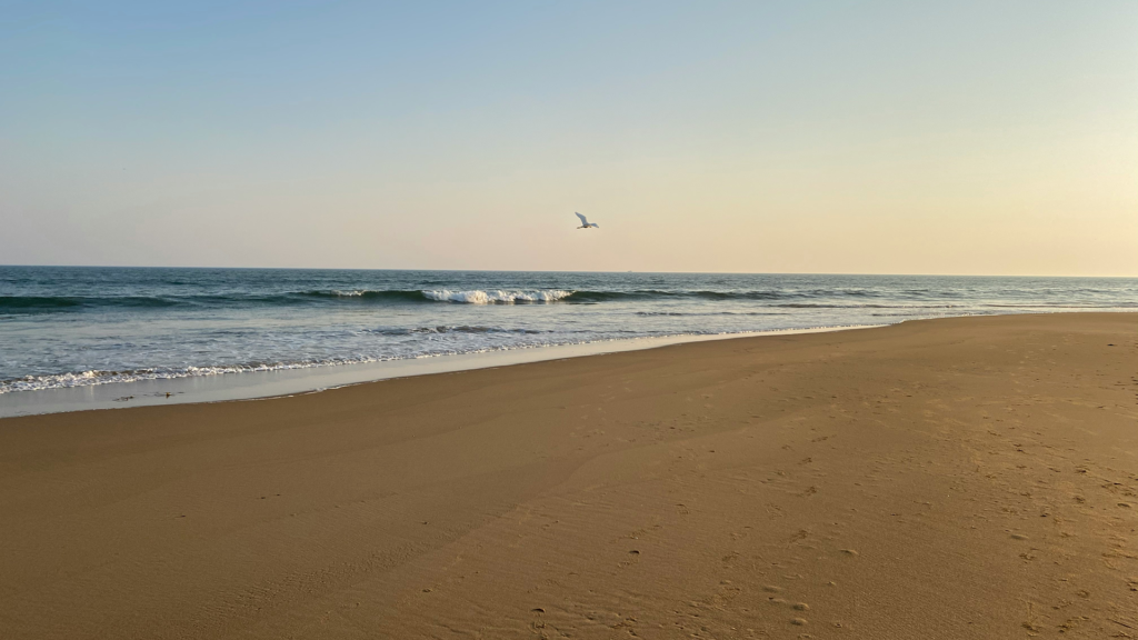 Things to Do in Puri: Temples, Beach and Day Trips 1 Golden Beach in Puri at sunrise with a bird flying over the waves | Best Things to Do in Puri